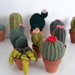 Cactus groupe amc